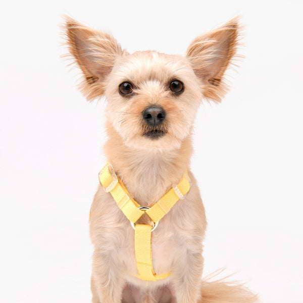 Olchi Pudding H Harness Yellow