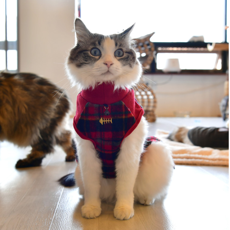 Catspia Chloe