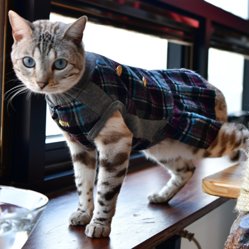 Catspia Chloe