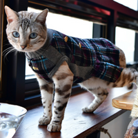Catspia Chloe