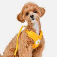 Olchi Flower X Harness