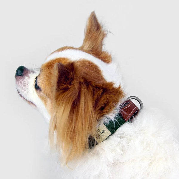 SPUTNIK Collar Pet Collar - Green Green