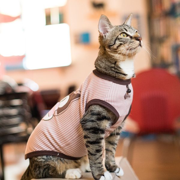 Catspia Kissie
