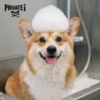 Buy 1 Get 1 FREE on basic dog grooming services (*excluding haircuts)