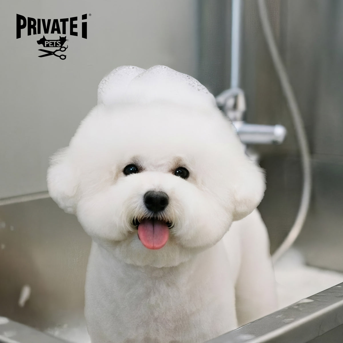 Buy 1 Get 1 FREE on basic dog grooming services (*excluding haircuts)