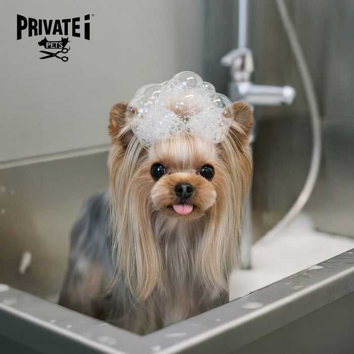 Festival Walk: Buy 1 Get 1 FREE on basic dog grooming services (*excluding haircuts)