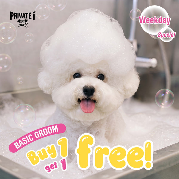Buy 1 Get 1 FREE on basic dog grooming services (*excluding trimming)