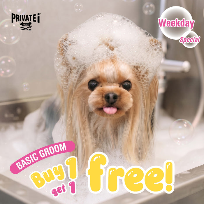 Buy 1 Get 1 FREE on basic dog grooming services (*excluding trimming)