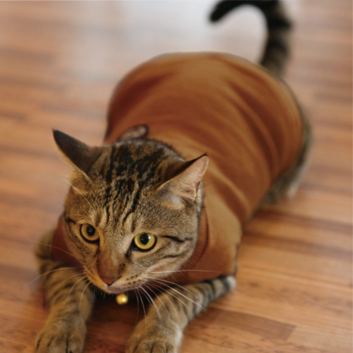 Catspia Tigger/ Brown