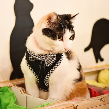 Catspia Evie Harness B 黑色 L