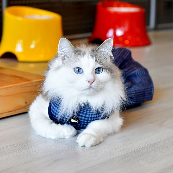 Catspia Leah